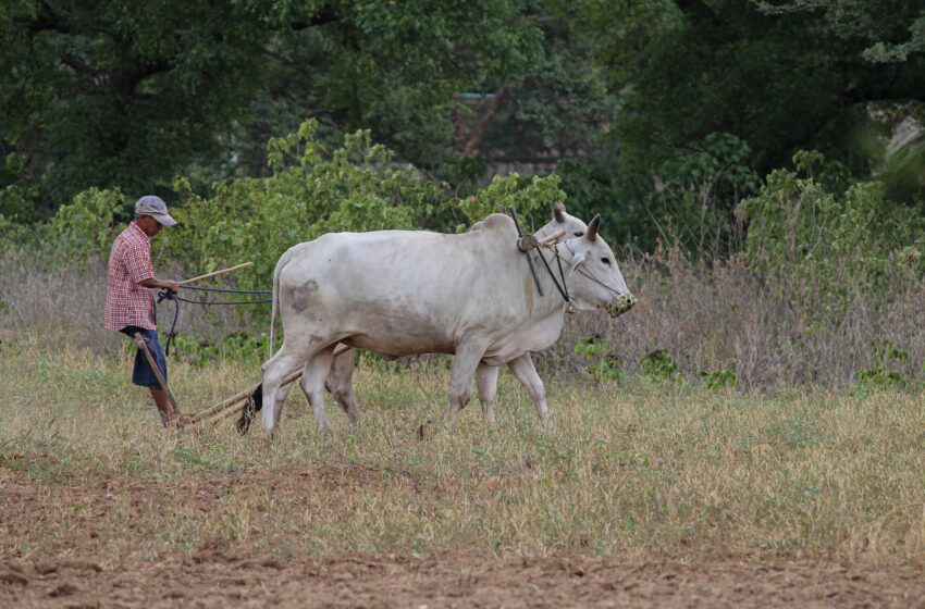  COP28: Agricultura intensiva de ganado y la crisis climática, ¿Cuál es la relación?